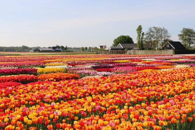 Private Tour to Tulips, Keukenhof, Windmills & Cheese Farm - Tour Overview
