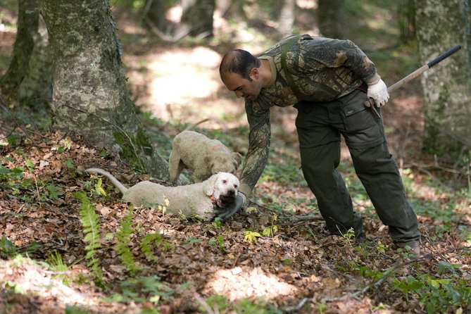 Private Tour: Truffle-Hunting Experience From Naples With Lunch