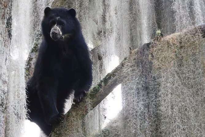 Private Tour Watching the Spectacled Bear