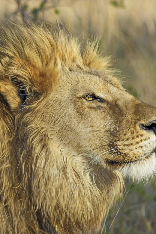 Private Tour: Witness Lion Feeding Up Close – Book Now!