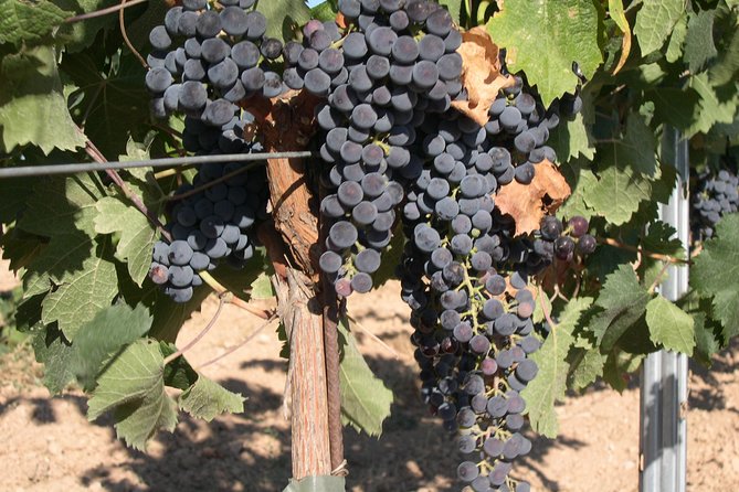 Private Wine Tour From Washington With Driver/Guide and Hotel Pick-Up - Transportation Details