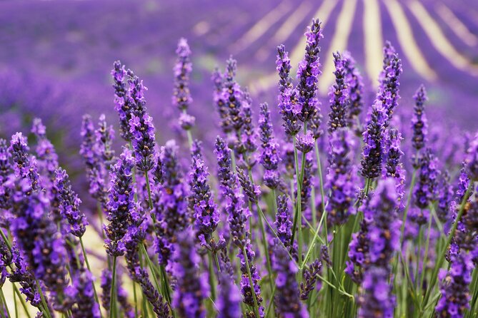 Provence Shared Half Day Lavender Tour From Aix En Provence
