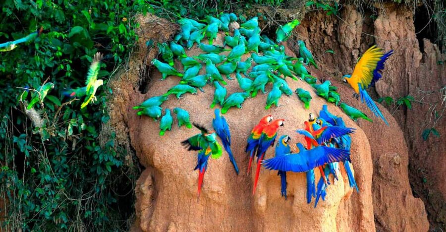 Puerto Maldonado: Tambopata Rainforest Excursion in 4 Days