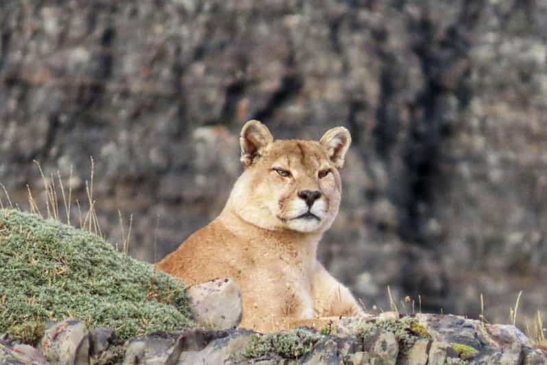 Puma Safari – Torres Del Paine