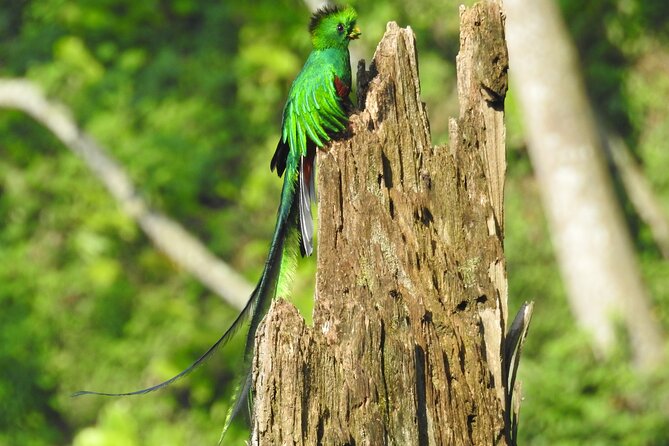 Quetzal Tour on Lake Atitlan