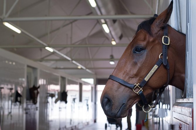 Racehorse Stable Tour With Breakfast at Meydan Racecourse