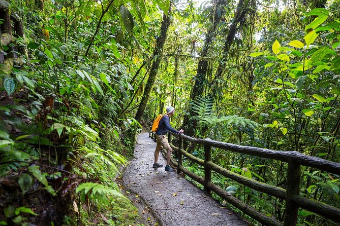 Rain Forest Aerial Tram. Private Tour From San Jose