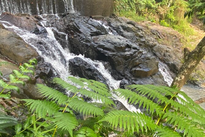 Rain Forest and Hot Springs Full-Day Private Tour San Juan