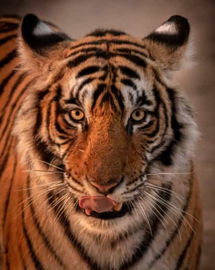 Rajasthan Wildlife Tour - Tour Overview
