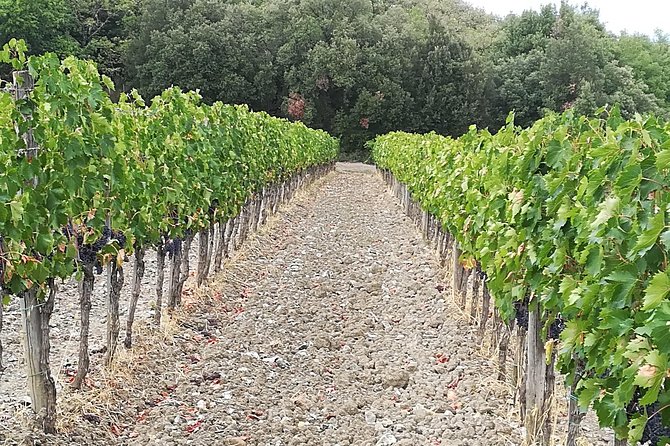 Ramble Through the Rolling Hills of Chianti With Lunch & Wine Tastings