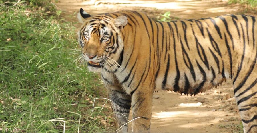 Ranthambore Safari Booking-Sharing Gypsy and Sharing Canter - Key Points