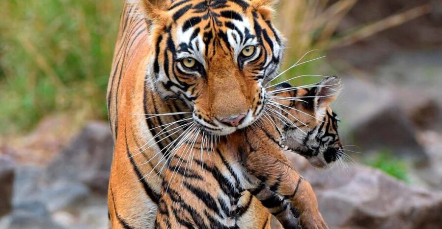 Ranthambore: Skip-the-Line Tiger Safari in Sharing Canter