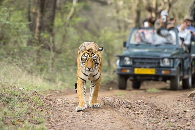 Ranthambore Wildlife Safari Tour From Jaipur Including Transfers - Itinerary Details