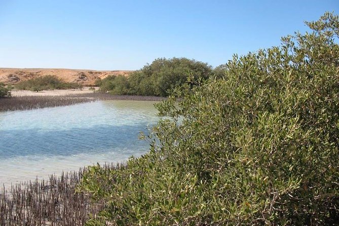 Ras Mohamed National Park Half Day Bus Trip From Sharm El Sheikh