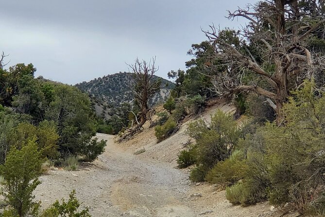 Red Rock Canyon Half Day Jeep Tour Offroad Adventure
