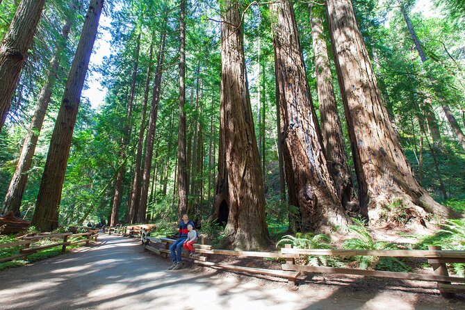 Redwood Retreat: Tour to Muir Woods From San Francisco