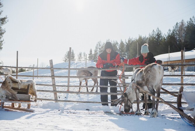 Reindeer Farm Visit With Sledge Ride - Meeting and Pickup Details