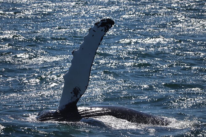 Reykjavik Whale Watching and Lava Show - Tour Features