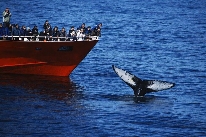 Reykjavik Whales & White Water Rafting Adventure - Inclusions and Exclusions