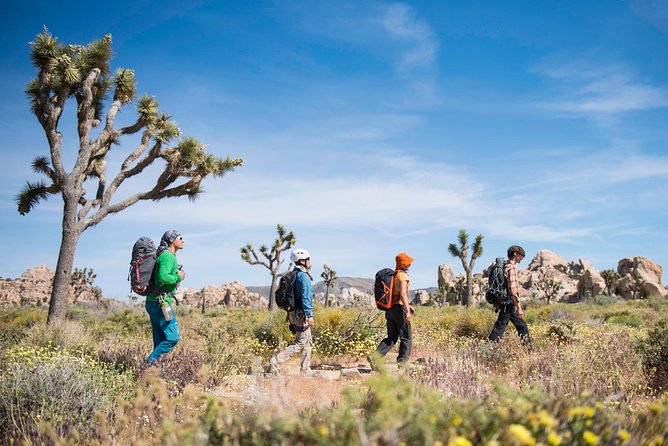 Rock Climbing Trips in Joshua Tree National Park (8 Hours)