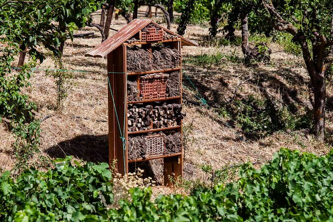 Ronda Organic Wine Tour From Marbella
