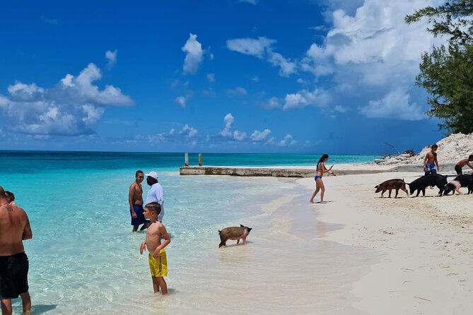 Rose Island Swimming Pigs Half-Day Boat Tour With Lunch