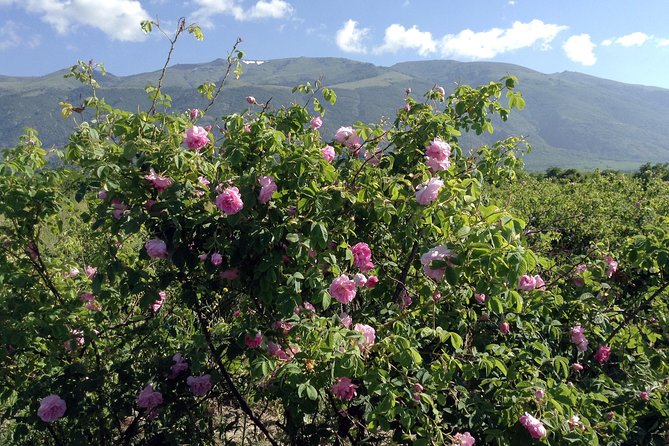 Rose Valey Private Day Trip