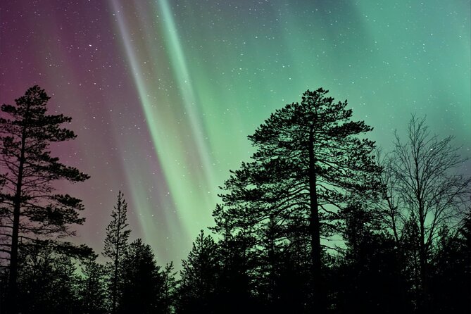 Rovaniemi: Reindeer Evening Safari Tour & 2.5 Km Sled Ride - Tour Overview