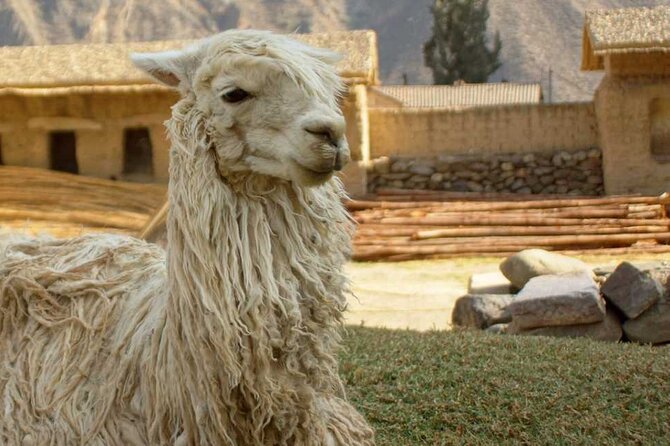 Sacred Valley of the Inkas Premium Full Day Tour in Peru