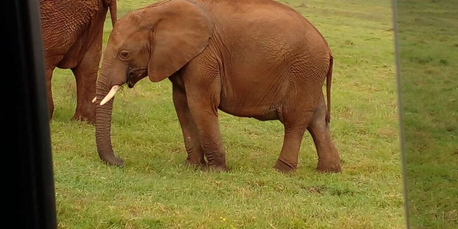 Safari Game Drive and Tours - Activity Overview