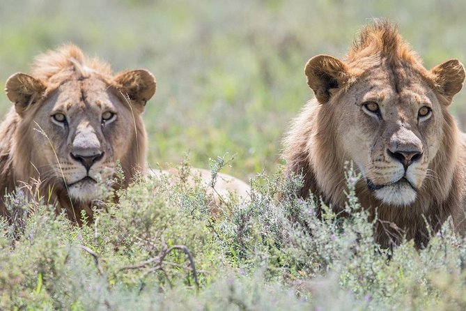 Safari in Tanzania December – April, the Great Migration of the Serengeti