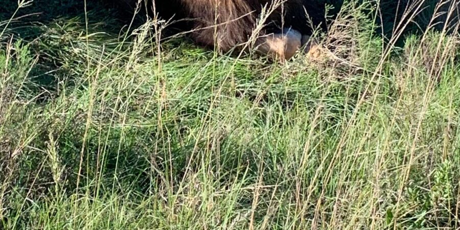 Safari Into Schotia Full Day Tour