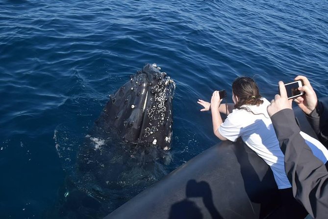 Samana Tours (With Whales) Full Day Excursion! All Inclusive Tour!