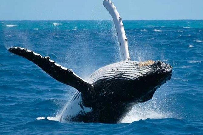 Samana Tours (With Whales) Full Day Excursion! All Inclusive Tour! - Tour Overview