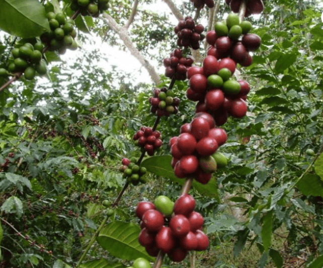 San Cristobal: Coffee Tour in the Mountains of Chiapas