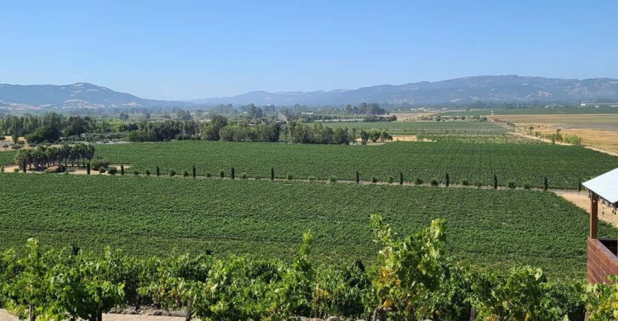 San Francisco: Half-Day Wine Tour With 2 Tastings Included