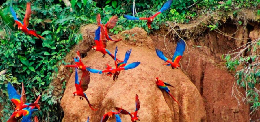 Sandoval Lake Tambopata 4 Days 3 Nights: Chuncho Macaw Clay
