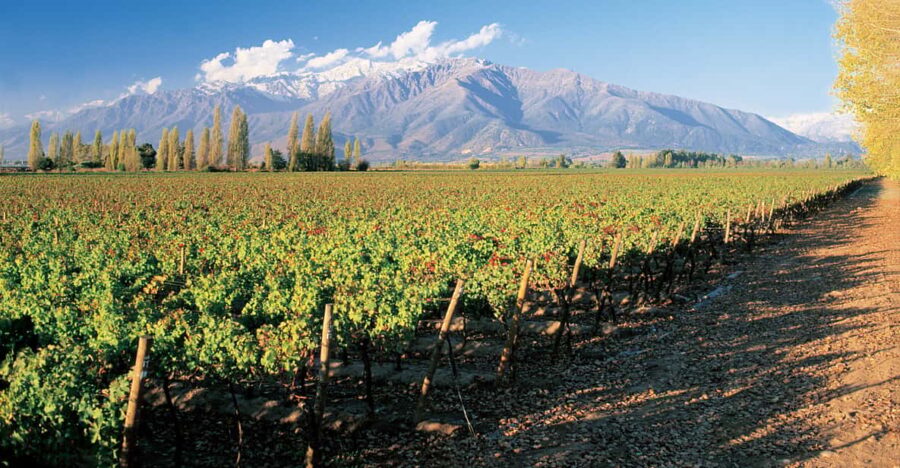 Santiago: Main Chilean Wineries Private Half-Day Tours