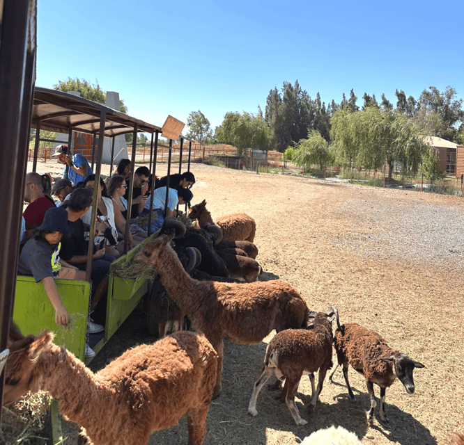 2 Best Safari Tours In Rancagua