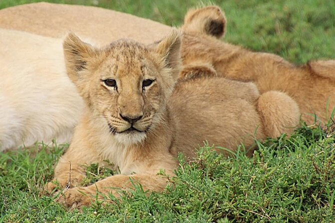 Schotia Big 5 Safari Port Elizabeth (Optional Accommodation)