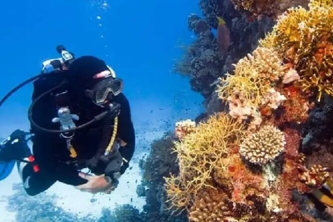Scuba Diving at Catalina Island (2-Tank Dives – 2 Different Spots)