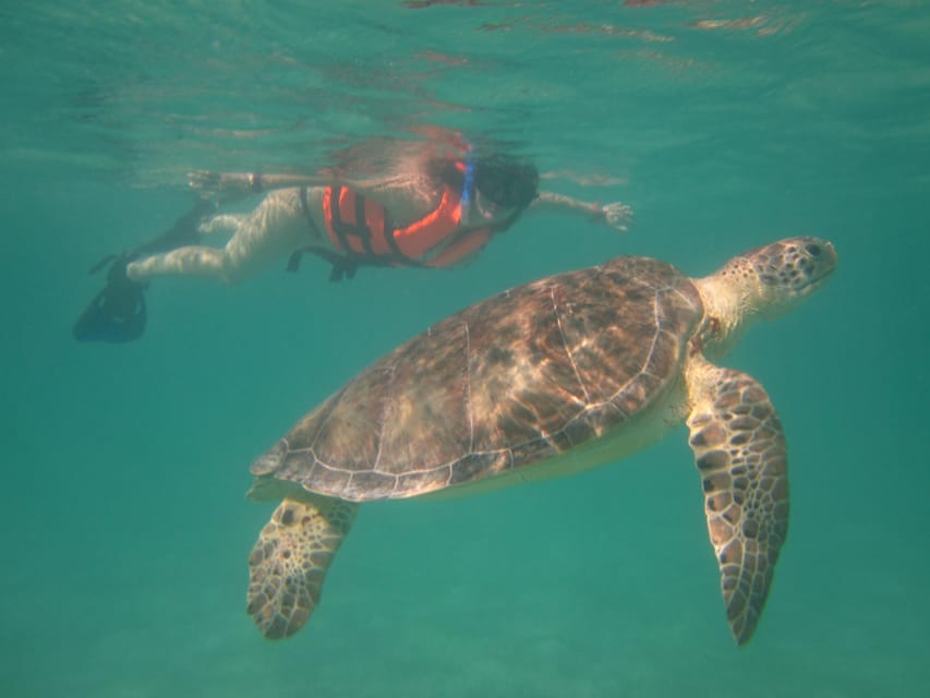 Sea Turtle Tour