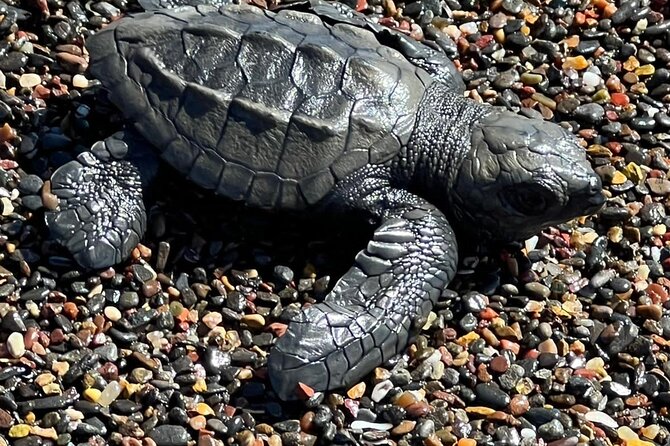 Sea Turtle Watching Tour Near Playa Grande - Meeting and Pickup Details