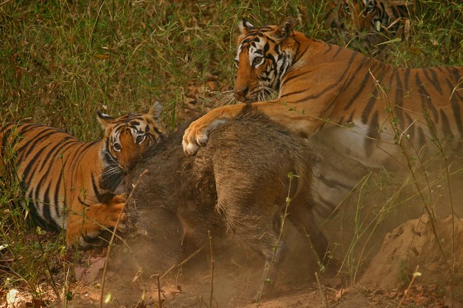 Secrets of Wild India Tour