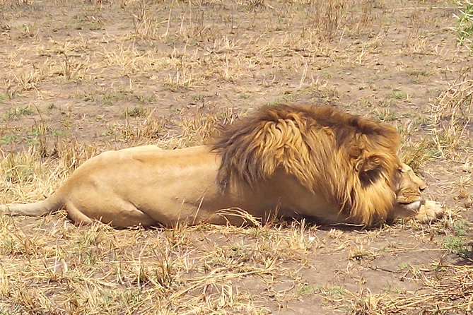 Serengeti National Park 7 Days Safaris Camping