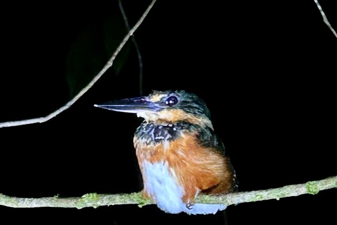 Shared Night Tour Forest Experience in Manuel Antonio - Meeting and Pickup