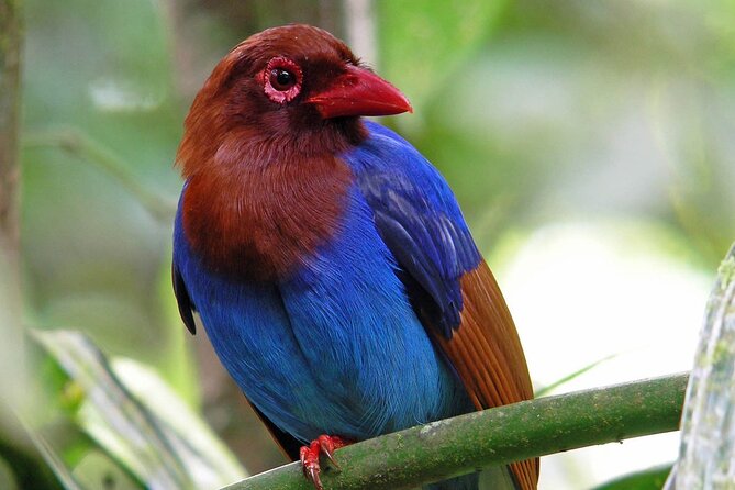 Sinharaja Rain Forest Tour From Colombo
