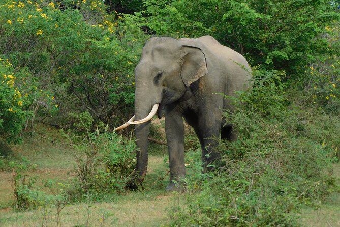 Situlpawwa Temple Visit With Yala National Park Outside Safari - Preparing for the Yala Safari