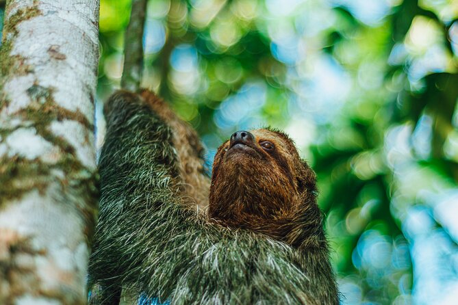 Sloth Tour in La Fortuna – Arenal . NATURAL HABITAT