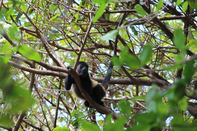 Small-Group Expedition of Ometepe Highlights With El Ceibo Museum - Overview of the Tour